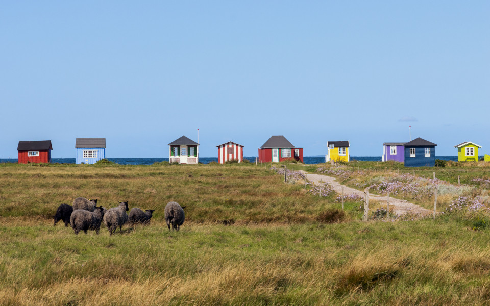 Schafherde und Salzwiesen mit bunten Strandh&uuml;tten in Vesterstrand, &AElig;r&oslash;sk&oslash;bing, &AElig;r&oslash;, D&auml;nemark 
